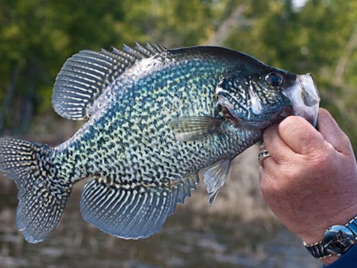 Panfish Combos: The Right Rod and Reel - In-Fisherman